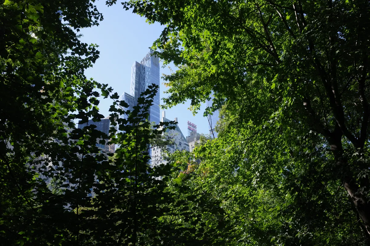 Photograph 61