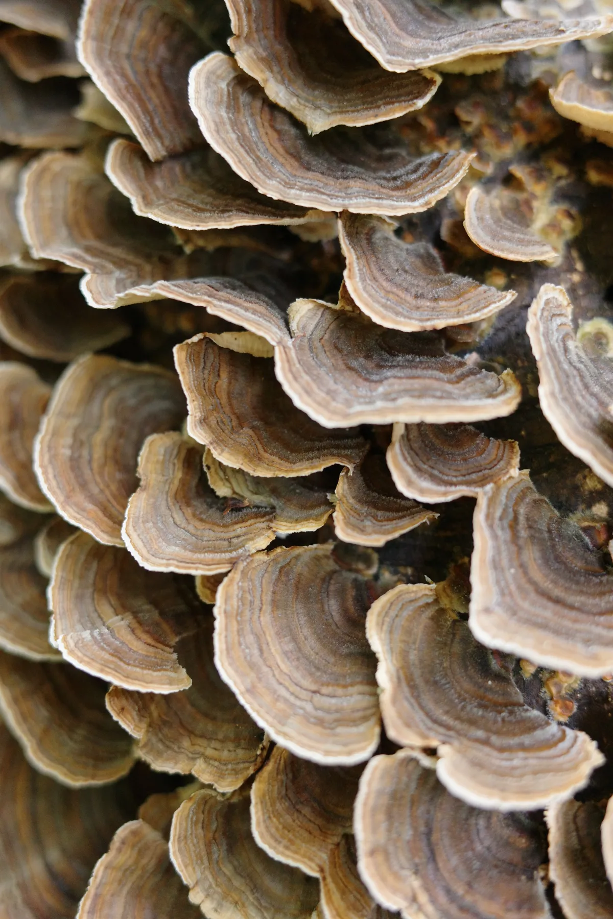 Photograph 31