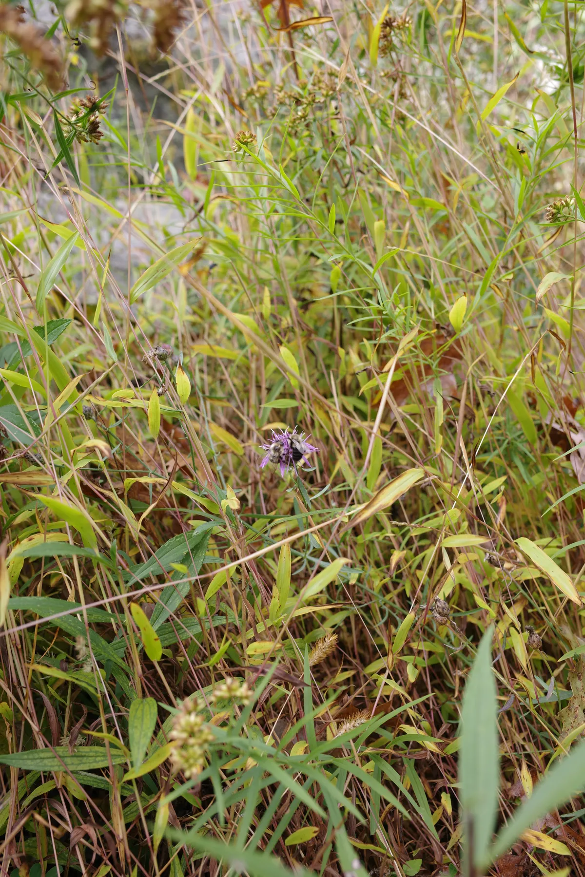 Photograph 29